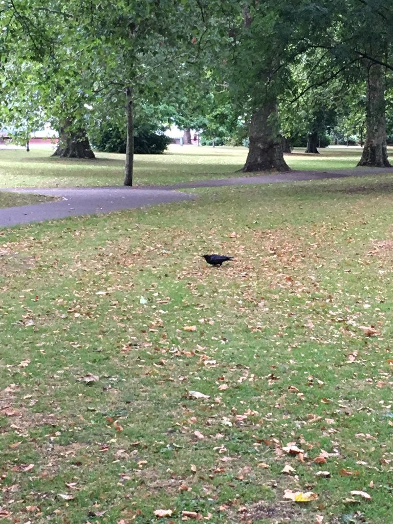 Week 4. Gateways:Crows